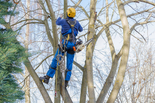 Best Tree and Shrub Care  in Sellersville, PA