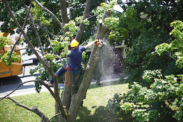 How Our Tree Care Process Works  in  Sellersville, PA