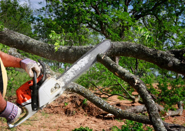 Reliable Sellersville, PA Tree Removal Services Solutions